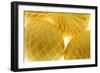 Lemon (Citrus limon) close-up of ripe fruit in nylon bag-David Burton-Framed Photographic Print