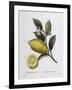 Lemon (Citrus Limonium), Henry Louis Duhamel Du Monceau, Botanical Plate by Pancrace Bessa-null-Framed Giclee Print