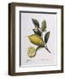 Lemon (Citrus Limonium), Henry Louis Duhamel Du Monceau, Botanical Plate by Pancrace Bessa-null-Framed Giclee Print