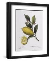 Lemon (Citrus Limonium), Henry Louis Duhamel Du Monceau, Botanical Plate by Pancrace Bessa-null-Framed Giclee Print