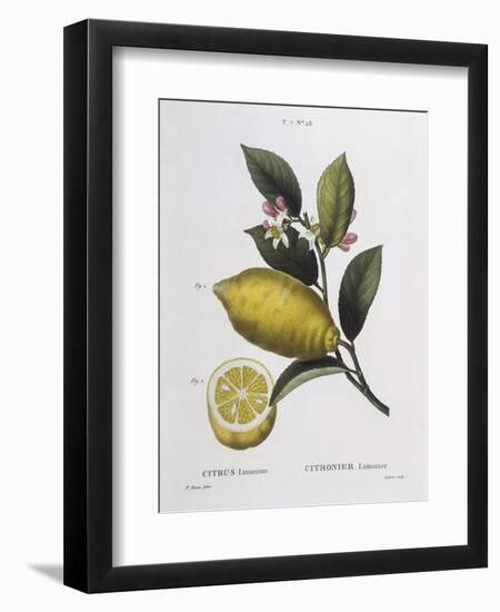 Lemon (Citrus Limonium), Henry Louis Duhamel Du Monceau, Botanical Plate by Pancrace Bessa-null-Framed Giclee Print