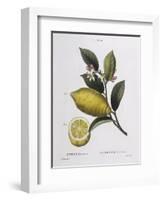 Lemon (Citrus Limonium), Henry Louis Duhamel Du Monceau, Botanical Plate by Pancrace Bessa-null-Framed Giclee Print