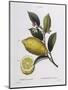 Lemon (Citrus Limonium), Henry Louis Duhamel Du Monceau, Botanical Plate by Pancrace Bessa-null-Mounted Giclee Print