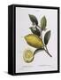 Lemon (Citrus Limonium), Henry Louis Duhamel Du Monceau, Botanical Plate by Pancrace Bessa-null-Framed Stretched Canvas