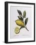 Lemon (Citrus Limonium), Henry Louis Duhamel Du Monceau, Botanical Plate by Pancrace Bessa-null-Framed Giclee Print