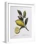 Lemon (Citrus Limonium), Henry Louis Duhamel Du Monceau, Botanical Plate by Pancrace Bessa-null-Framed Giclee Print