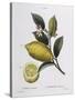 Lemon (Citrus Limonium), Henry Louis Duhamel Du Monceau, Botanical Plate by Pancrace Bessa-null-Stretched Canvas