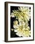 Lemon Dahlias I-Rachel Perry-Framed Photographic Print