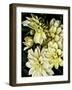 Lemon Dahlias II-Rachel Perry-Framed Photographic Print