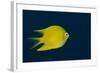 Lemon Damsel (Pomacentrus Moluccensis), Rainbow Reef, Fiji-Pete Oxford-Framed Photographic Print