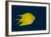 Lemon Damsel (Pomacentrus Moluccensis), Rainbow Reef, Fiji-Pete Oxford-Framed Photographic Print
