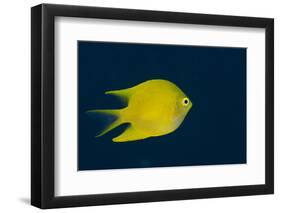 Lemon Damsel (Pomacentrus Moluccensis), Rainbow Reef, Fiji-Pete Oxford-Framed Premium Photographic Print