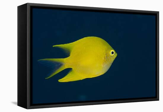 Lemon Damsel (Pomacentrus Moluccensis), Rainbow Reef, Fiji-Pete Oxford-Framed Stretched Canvas