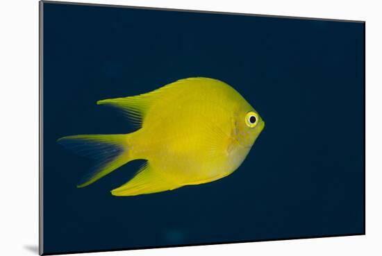 Lemon Damsel (Pomacentrus Moluccensis), Rainbow Reef, Fiji-Pete Oxford-Mounted Photographic Print