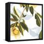 Lemon Floral-Andrew Michaels-Framed Stretched Canvas