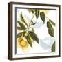 Lemon Floral-Andrew Michaels-Framed Art Print