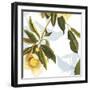 Lemon Floral-Andrew Michaels-Framed Art Print