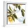 Lemon Floral-Andrew Michaels-Framed Art Print