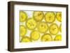 Lemon Fresh-Steve Gadomski-Framed Photographic Print