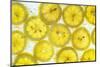 Lemon Fresh-Steve Gadomski-Mounted Photographic Print