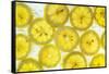 Lemon Fresh-Steve Gadomski-Framed Stretched Canvas