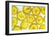 Lemon Fresh-Steve Gadomski-Framed Photographic Print