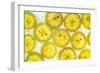 Lemon Fresh-Steve Gadomski-Framed Photographic Print