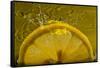 Lemon FreshSplash Number 2-Steve Gadomski-Framed Stretched Canvas