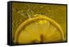 Lemon FreshSplash Number 2-Steve Gadomski-Framed Stretched Canvas