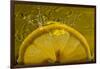 Lemon FreshSplash Number 2-Steve Gadomski-Framed Photographic Print