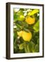 Lemon Grove II-Karyn Millet-Framed Photographic Print