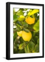 Lemon Grove II-Karyn Millet-Framed Photographic Print