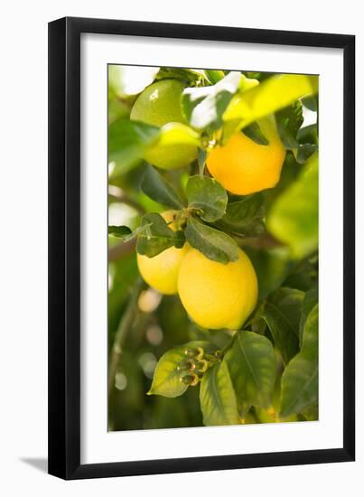 Lemon Grove II-Karyn Millet-Framed Photographic Print