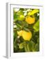 Lemon Grove II-Karyn Millet-Framed Photographic Print