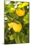 Lemon Grove II-Karyn Millet-Mounted Photographic Print