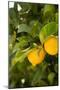 Lemon Grove III-Karyn Millet-Mounted Photographic Print