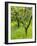 Lemon Grove, Sorrento, Campania, Italy-Walter Bibikow-Framed Photographic Print