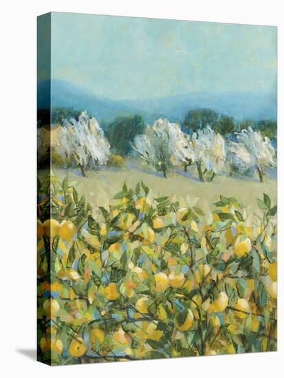 Lemon Grove, Tuscany - Perception-Hazel Barker-Stretched Canvas