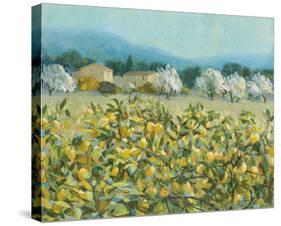 Lemon Grove, Tuscany-Hazel Barker-Stretched Canvas