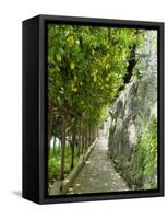 Lemon Groves, Amalfi Coast, Campania, Italy, Europe-Mark Mawson-Framed Stretched Canvas