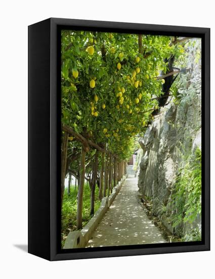 Lemon Groves, Amalfi Coast, Campania, Italy, Europe-Mark Mawson-Framed Stretched Canvas