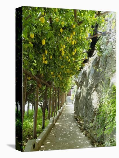 Lemon Groves, Amalfi Coast, Campania, Italy, Europe-Mark Mawson-Stretched Canvas