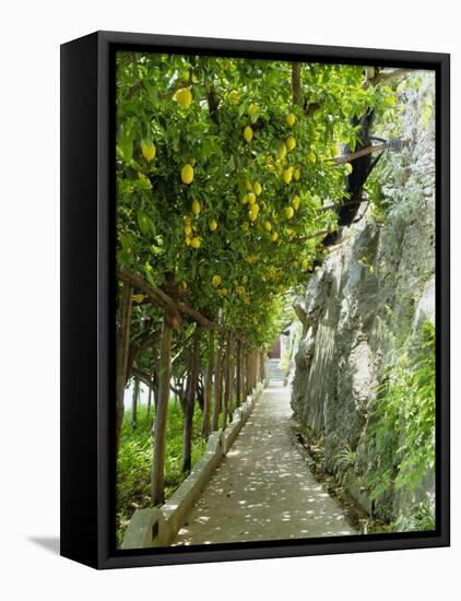 Lemon Groves, Amalfi Coast, Campania, Italy, Europe-Mark Mawson-Framed Stretched Canvas