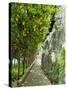 Lemon Groves, Amalfi Coast, Campania, Italy, Europe-Mark Mawson-Stretched Canvas