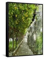 Lemon Groves, Amalfi Coast, Campania, Italy, Europe-Mark Mawson-Framed Stretched Canvas