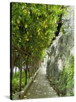 Lemon Groves, Amalfi Coast, Campania, Italy, Europe-Mark Mawson-Stretched Canvas