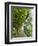 Lemon Groves, Amalfi Coast, Campania, Italy, Europe-Mark Mawson-Framed Premium Photographic Print