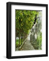 Lemon Groves, Amalfi Coast, Campania, Italy, Europe-Mark Mawson-Framed Premium Photographic Print