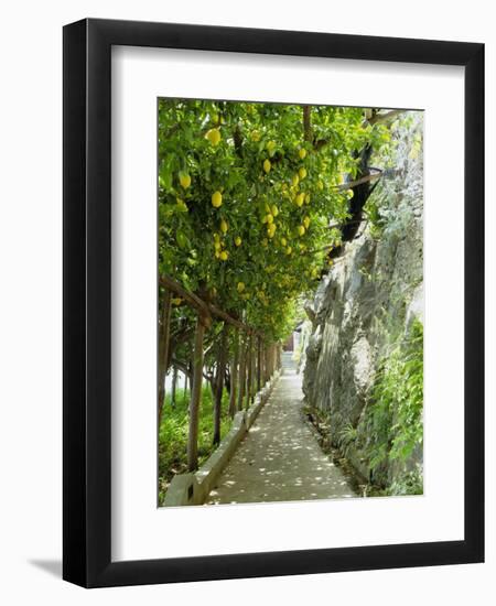 Lemon Groves, Amalfi Coast, Campania, Italy, Europe-Mark Mawson-Framed Premium Photographic Print