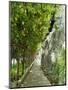 Lemon Groves, Amalfi Coast, Campania, Italy, Europe-Mark Mawson-Mounted Premium Photographic Print